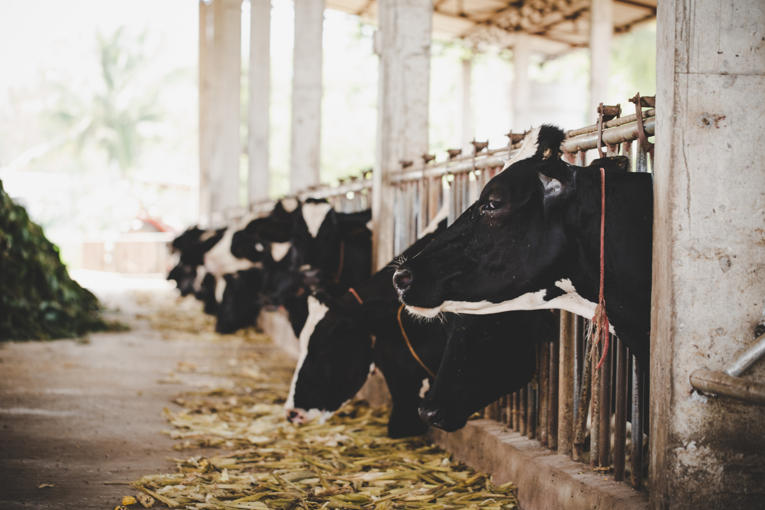 livestock